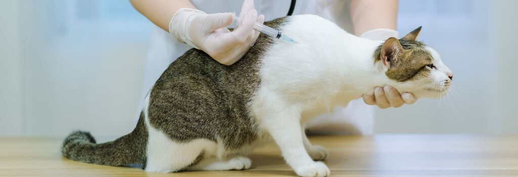 cat hospital near me