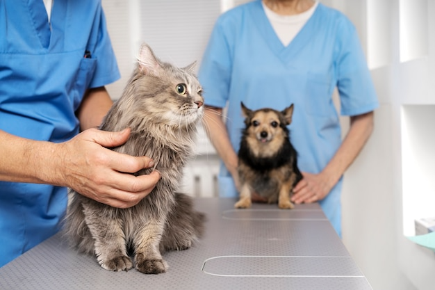 cat hospital in Encino