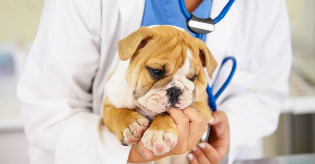Vet in Encino