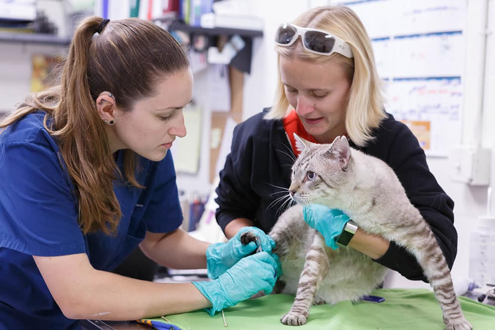 Cat vet in Encino
